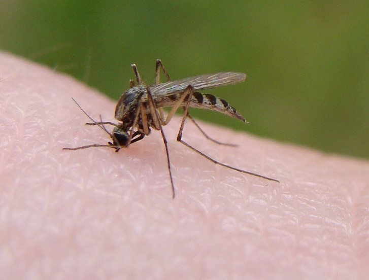 Mi a szúnyogok látványa, A szúnyogok világnapja
